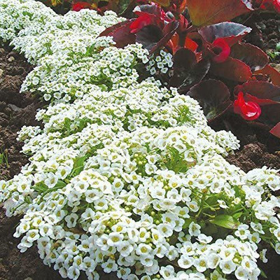 Aywal Alyssum Mixed Hybrid Flower Seed(80 per packet)