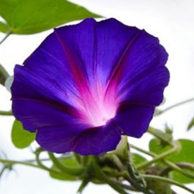 KANAYA Japanese Morning Glory *MIXED* Ipomoea Nil Seed Seed(23 per packet)