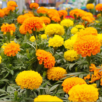 KANAYA African Marigold/ Gainda Flower Seed(70 per packet)