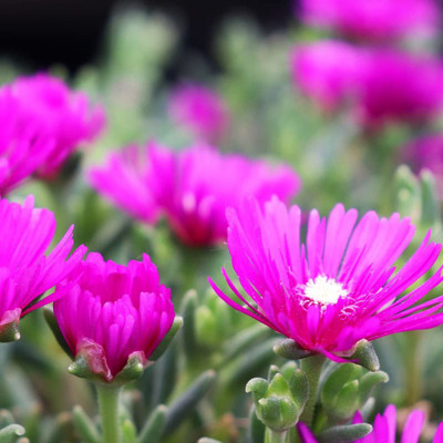 Aywal Ice Flower / Mesembryanthemum Flower Seed(100 per packet)