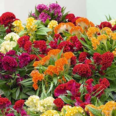 Aywal Cockscomb Flower F1 Hybrid Seed(10 per packet)