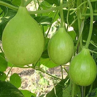 VibeX Heirloom Bottle Gourd Round Improved -(10 Gms, 50 Seeds) Seed(50 per packet)