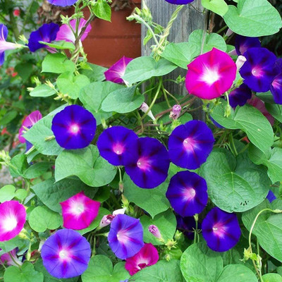 KANAYA Morning Glory Hybrid Flower Seed(43 per packet)