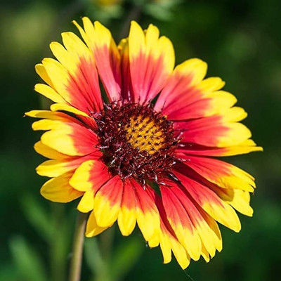 Aywal Gaillardia Double Beautiful Flower Seeds In Different Colors F1 Hybrid Seed(80 per packet)