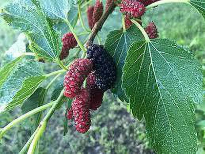 Oliver mulberry(shahatoot) fruit seeds Seed(137 per packet)
