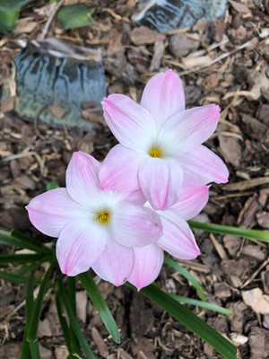 decorhomz Rain lily light pink summer flower bulbs pack of 5 for your home gardening Seed(5 per packet)