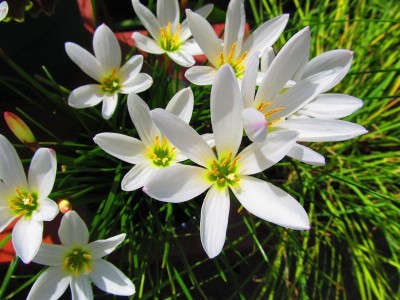 decorhomz Rain lily white flower bulbs pack of 5 for your summer gardening Seed(5 per packet)