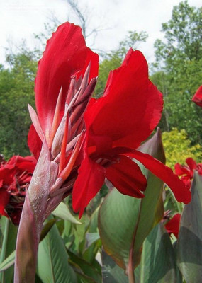 Radha Krishna Agriculture Canna Lily Flower Bulbs RED (Pack of 15) Seed(15 per packet)