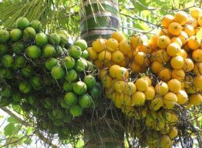 Sarthak Dwarfs Betel Nut/Supari Plant(Hybrid, Pack of 1)