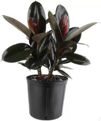 Linaa Rubber Tree(Hybrid, Pack of 1)