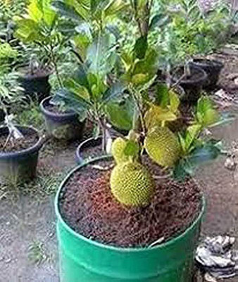 Durga Green Garden Jack Fruit Plant(Hybrid, Pack of 1)