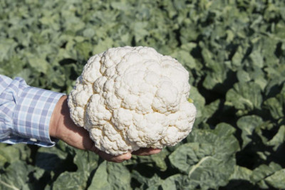 ANDOR Cauliflower vegetable Seed(2000 per packet)
