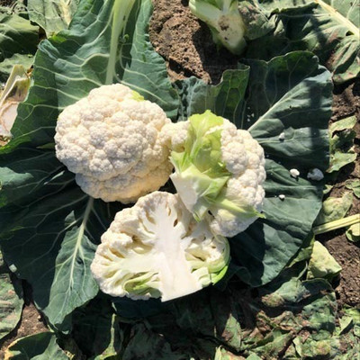 Farmonix Cauliflower – Draconis Seed(800 per packet)
