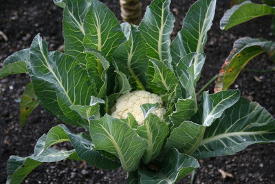 Farmonix Phool Gobhi Cauliflower Seed(800 per packet)