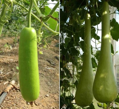 MKR Enterprises Bottle Gourd Seed(20 per packet)