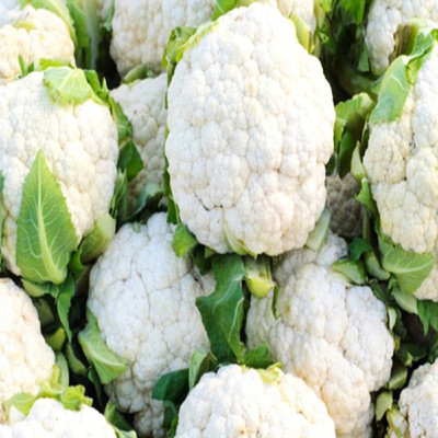 Farmonix Organic cauliflower Seed(400 per packet)