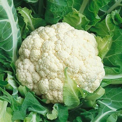 CYBEXIS Pusa Snowball-1 Cauliflower Variety2000 Seeds Seed(2000 per packet)