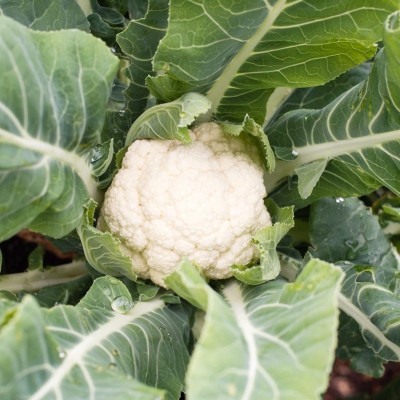 ANDOR Smooth Skin Cauliflower Seed(2000 per packet)