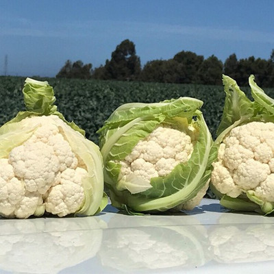 Farmonix Cauliflower – Gohan Seed(800 per packet)
