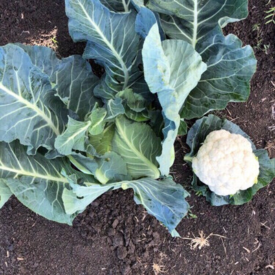 ANDOR Cauliflower – Akara Seed(200 per packet)