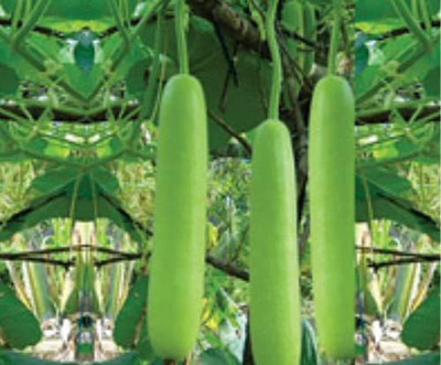 MKR Enterprises Bottle Gourd Seed(20 per packet)