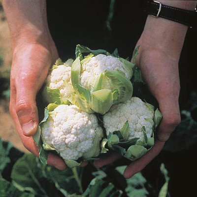 ANDOR Cauliflower Candid Charm Seed(2000 per packet)