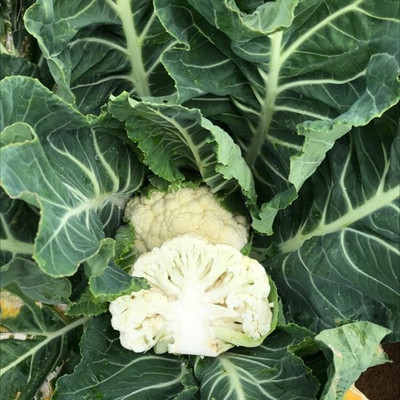Farmonix Cauliflower – Cleozil Seed(1000 per packet)