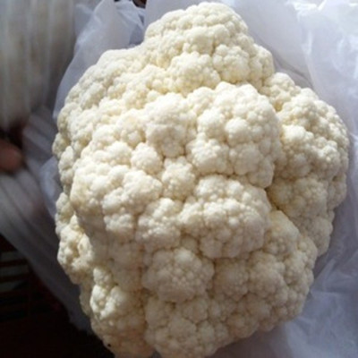 Farmonix Organic white cauliflowe Seed(100 per packet)