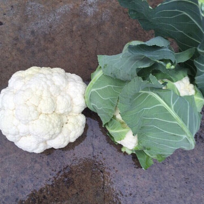 ANDOR Cauliflower – Brittany Seed(200 per packet)