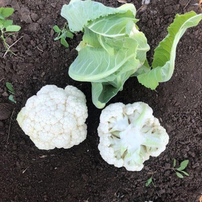 ANDOR Cauliflower – Claforsa Seed(2000 per packet)