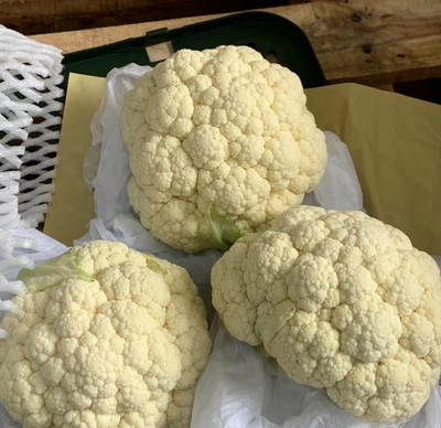 ANDOR Cauliflower Seed(1500 per packet)
