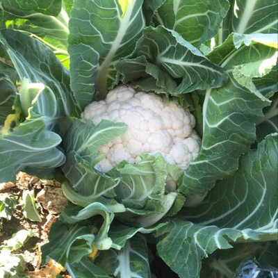 ANDOR Cauliflower – Monarch Seed(2000 per packet)