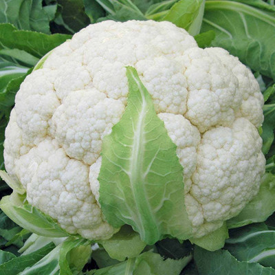 ANDOR Cauliflower 'Skywalker' Seed(2000 per packet)