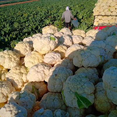 ANDOR Phool Gobhi Cauliflower Seed(2000 per packet)