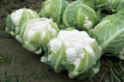 ANDOR Snowball Cauliflower Seeds Seed(2000 per packet)