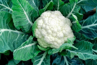 ANDOR Phool Gobhi Cauliflower फूल गोभी Seed(1000 per packet)