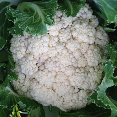 ANDOR Cauliflower Cendis Seeds Seed(2000 per packet)