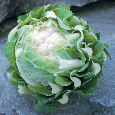 ANDOR Cauliflower Triomphant Seed(2000 per packet)