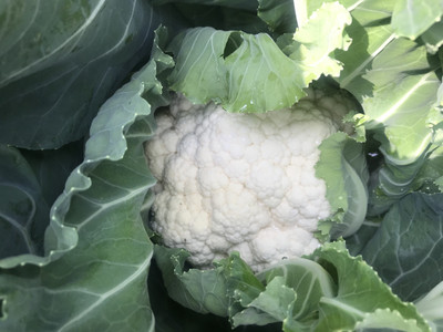 ANDOR फूल गोभी Cauliflower Phool Gobhee/Phul Gobhi Seed(100 per packet)