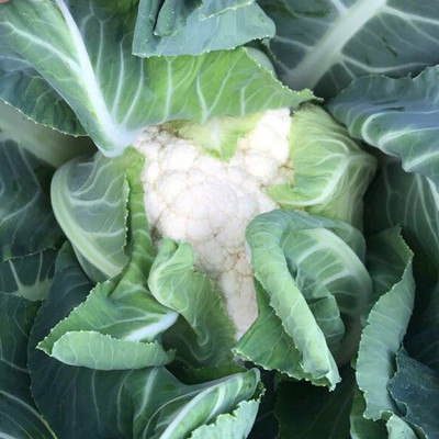 ANDOR Cauliflower – Monarch Seed(400 per packet)