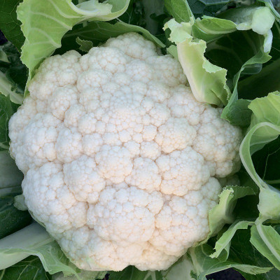 Avysa Cauliflower Zaragoza Seed(100 per packet)