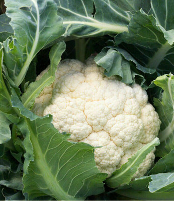 Farmonix Cauliflower Seeds Snowball Seed(400 per packet)