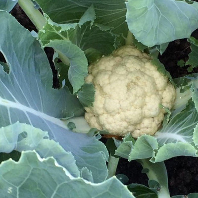 ANDOR High Quality White Cauliflower Seed(100 per packet)