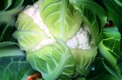 ANDOR Cauliflower Phool Gobhee/Phul Gobhi गोभी Seed(1500 per packet)