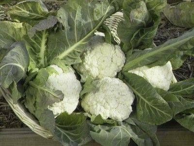 Farmonix Cauliflower Seeds Snowball Seed(100 per packet)