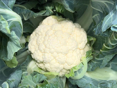 Farmonix Cauliflower – Vegetable Seed(1000 per packet)