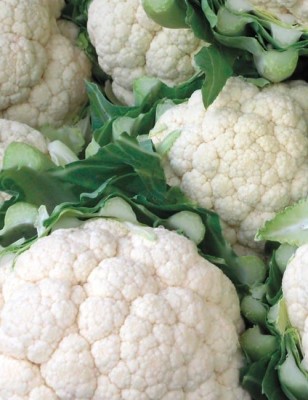 ANDOR High Quality White Cauliflower Seed(400 per packet)