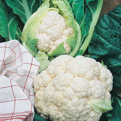 Avysa Cauliflower All The Year Round Seed(100 per packet)