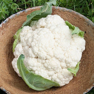 Farmonix CAULIFLOWER Seed(800 per packet)