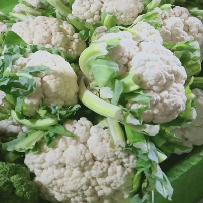 ANDOR cauliflower Gobhi Seed(2000 per packet)